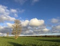 Scenic Polish landscape in late summer or early autumn with two trees in the field Royalty Free Stock Photo