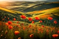 Scenic Poppy flowers close up with rolling hills in the background