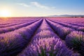 Scenic provence nature france countryside flower purple summer field violet landscape