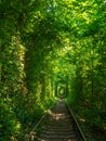 Scenic railway in the summer forest. Tunnel of love in Klevan, Ukraine Royalty Free Stock Photo