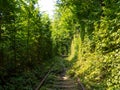 Scenic railway in the summer forest. Tunnel of love in Klevan, Ukraine Royalty Free Stock Photo