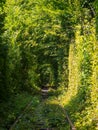 Scenic railway in the summer forest. Tunnel of love in Klevan, Ukraine Royalty Free Stock Photo