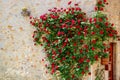 Scenic red roses climbing a stone wall Royalty Free Stock Photo