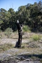 Scenic remains of a burnt tree in Whiteman park Royalty Free Stock Photo