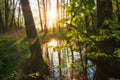 Scenic river in green sunny forest in Siberia, Russia. Beautiful morning with bright sun