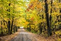 Scenic road covered with fallen leaves in an autumn deciduous forest Royalty Free Stock Photo