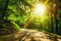 Scenic road in a forest Royalty Free Stock Photo