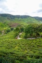 Scenic road in green tea plantations in mountain. Tea garden with widing road. Tea meadow with road and tree. Nature landscape Royalty Free Stock Photo