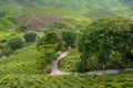 Scenic road in green tea plantations in mountain. Tea garden with widing road. Tea meadow with road and tree. Nature landscape Royalty Free Stock Photo