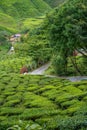 Scenic road in green tea plantations in mountain. Tea garden with widing road. Nature landscape of Cameron highlands, Malaysia Royalty Free Stock Photo
