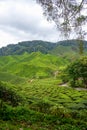 Scenic road in green tea plantations in mountain. Tea garden with widing road. Nature landscape Royalty Free Stock Photo