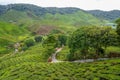 Scenic road in green tea plantations in mountain. Tea garden with widing road. Tea meadow with road and tree. Nature landscape Royalty Free Stock Photo