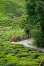 Scenic road in green tea plantations in mountain. Tea garden with widing road. Tea meadow with road and tree. Nature landscape Royalty Free Stock Photo