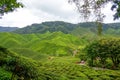 Scenic road in green tea plantation mountain. Car driving along tea plantation field. Tourist shuttle car drive on widing road Royalty Free Stock Photo