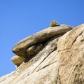 Scenic rocks in Joshua Tree National Park Royalty Free Stock Photo