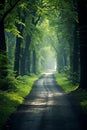 Scenic route through lush green summer forest with vibrant foliage, winding asphalt road pathway Royalty Free Stock Photo