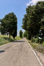 Scenic rural highway lined with lush evergreen trees Royalty Free Stock Photo