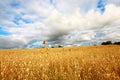 Scenic rural landscape with fields of wheat Royalty Free Stock Photo