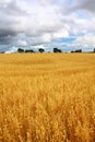 Scenic rural landscape with fields of wheat Royalty Free Stock Photo