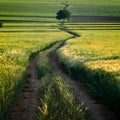 Scenic rural landscape with green wheat field in summer