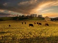 Scenic rural landscape, herd of cows and sheep grazing on green farm pasture under sunset sky Royalty Free Stock Photo