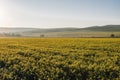 Scenic rural landscape with yellow rape, rapeseed or canola field. Blooming canola flowers close up. Rape on the field Royalty Free Stock Photo