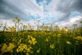 Scenic rural landscape with yellow rape, rapeseed or canola field. (Blooming canola flowers close up with clouds Royalty Free Stock Photo