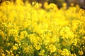 Scenic rural landscape with yellow rape, rapeseed or canola field. Rapeseed field, Blooming canola flowers close up. Rape on the f Royalty Free Stock Photo