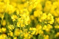 Scenic rural landscape with yellow rape, rapeseed or canola field. Rapeseed field, Blooming canola flowers close up. Rape on the f Royalty Free Stock Photo