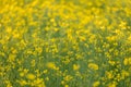 Scenic rural landscape with yellow rape, rapeseed or canola field. Rapeseed field, Blooming canola flowers close up. Rape on the Royalty Free Stock Photo