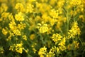 Scenic rural landscape with yellow rape, rapeseed or canola field. Rapeseed field, Blooming canola flowers close up. Rape on the f Royalty Free Stock Photo