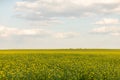 Scenic rural landscape with yellow rape, rapeseed or canola field. Rapeseed field, Blooming canola flowers close up. Rape on the