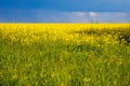 Scenic rural landscape with yellow rape, rapeseed or canola field. Rapeseed field, Blooming canola flowers close up. Rape on the Royalty Free Stock Photo