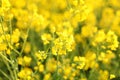 Scenic rural landscape with yellow rape, rapeseed or canola field. Rapeseed field, Blooming canola flowers close up. Rape on the f Royalty Free Stock Photo