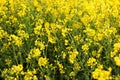 Scenic rural landscape with yellow rape, rapeseed or canola field. Rapeseed field, Blooming canola flowers close up. Rape on the f Royalty Free Stock Photo