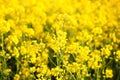 Scenic rural landscape with yellow rape, rapeseed or canola field. Rapeseed field, Blooming canola flowers close up. Rape on the f Royalty Free Stock Photo