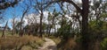 Scenic sandy road to the old farm. Alley of old crooked trees. Panoramic view, Royalty Free Stock Photo