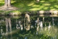 Scenic sculpture of the fith leg deer  in the Nero valley in Wiesbaden, Germany created by Michael von Brentano in 2019 Royalty Free Stock Photo