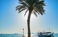 The seascape with palm and dhow, Doha, Qatar