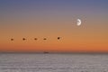 Scenic seaside sunset. A flock of birds flying over a calm ocean at sunset. Royalty Free Stock Photo