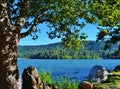 SCENIC SHORELINE VIEW OF LAKE GREGORY THROUGH A BROAD OAK TREE