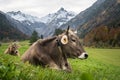 Scenic shot of beautiful cows laying in the grass surrounded by mountains Royalty Free Stock Photo