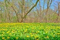 Scenic shot of a beautiful meadow full of flowers Royalty Free Stock Photo