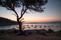 Scenic shot of boats sailing on a tranquil lake and the silhouette of a single tree at sunset