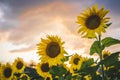 Scenic shot of bright yellow sunflowers in the field at sunset under the colorful clouds Royalty Free Stock Photo