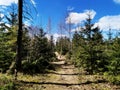 Scenic shot of bushy trees in a forest in Larvik, Norway