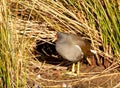 Scenic shot of a Common gallinule bird standing on the ground in the tall grass Royalty Free Stock Photo