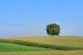 Scenic shot of a deciduous tree against a blue sky and behind a ripe corn field, on the horizon Royalty Free Stock Photo