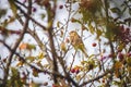 Scenic shot of a European serin bird perched on a branch behind the red berries Royalty Free Stock Photo