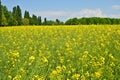 Scenic shot of a field full of yellow flowers in Frankfurt, Germany Royalty Free Stock Photo